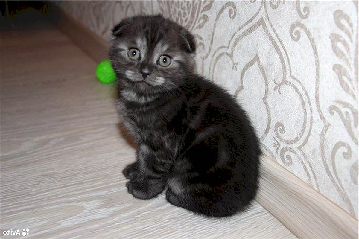 Шотландская вислоухая кошка мраморная черная