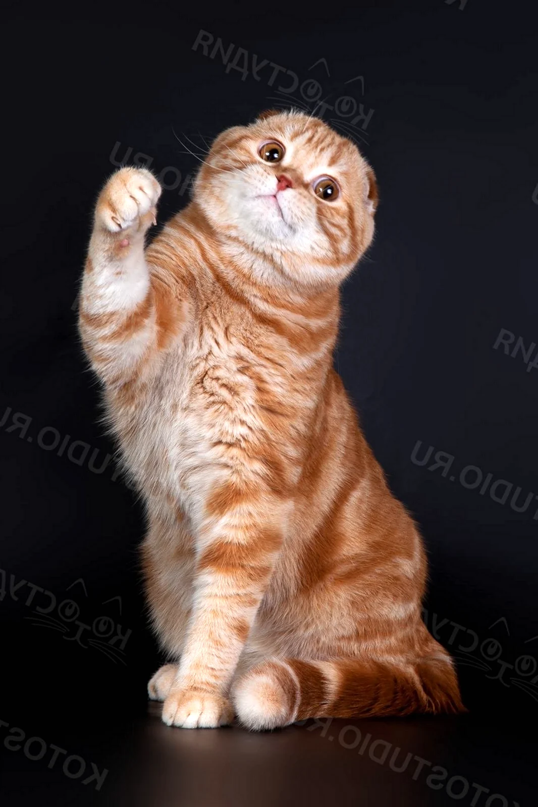 Шотландская вислоухая кошка рыжая