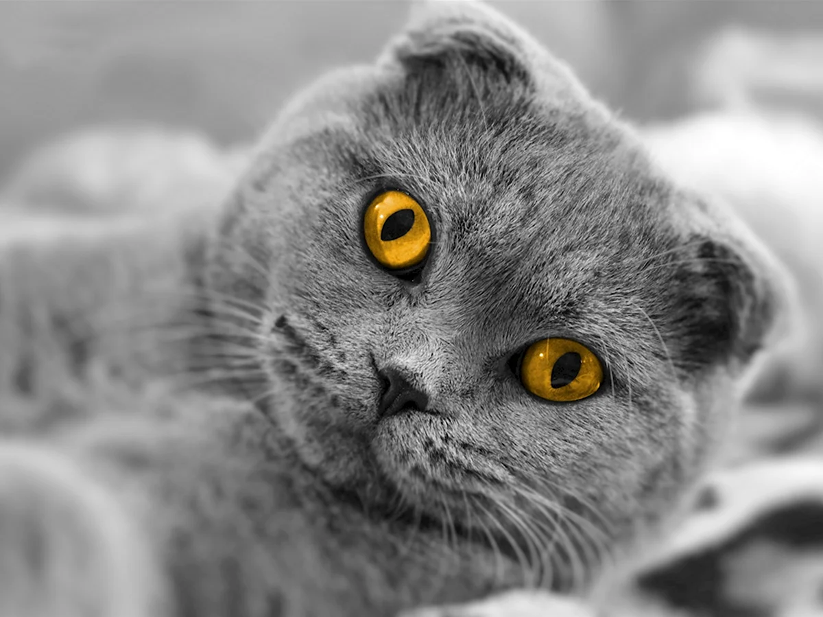 Шотландская вислоухая кошка с желтыми глазами