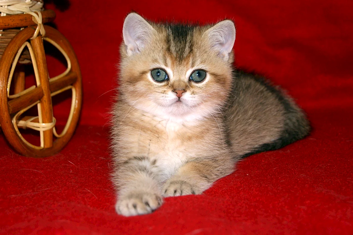 Шотландская вислоухая кошка тикированный золотой