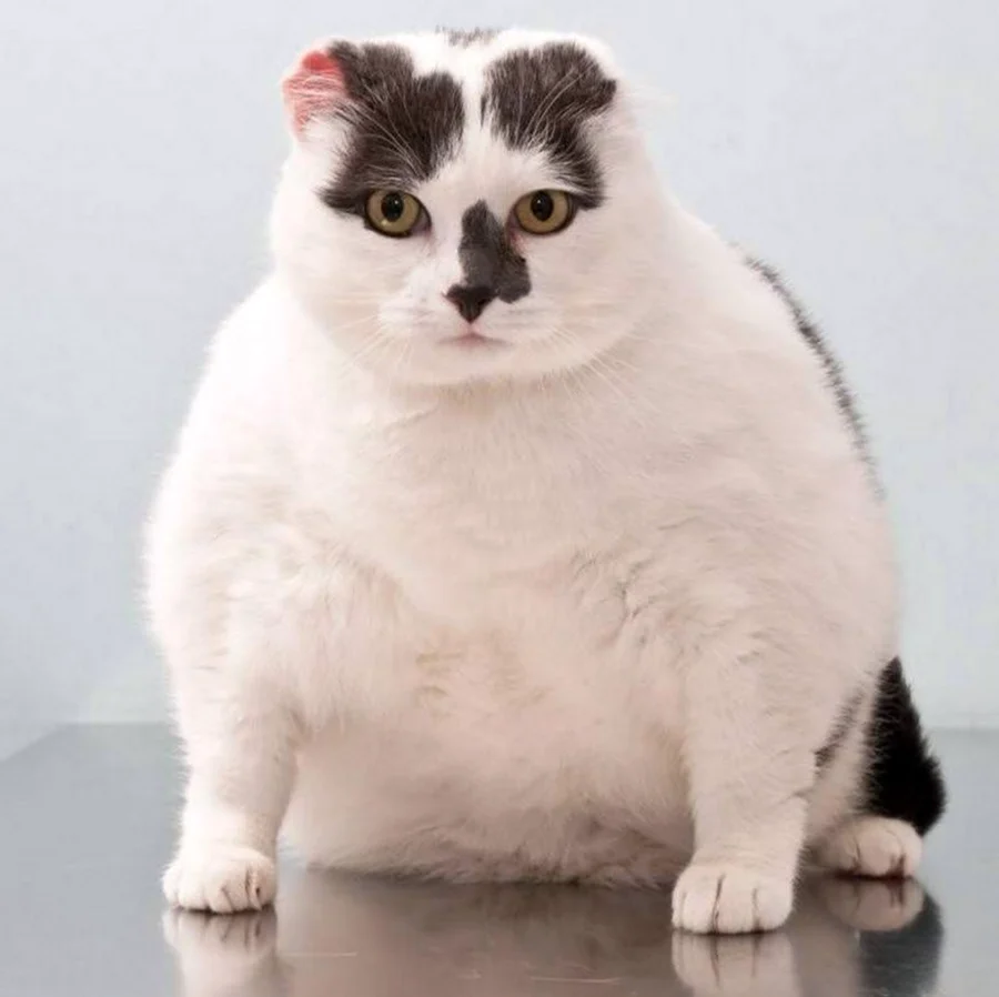 Шотландская вислоухая кошка толстая