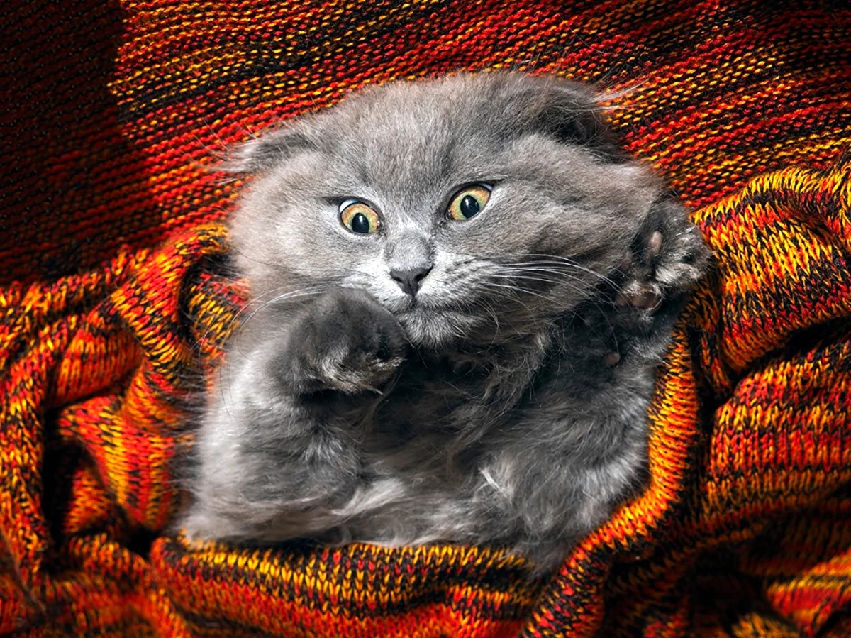 Шотландская вислоухая кошка злая