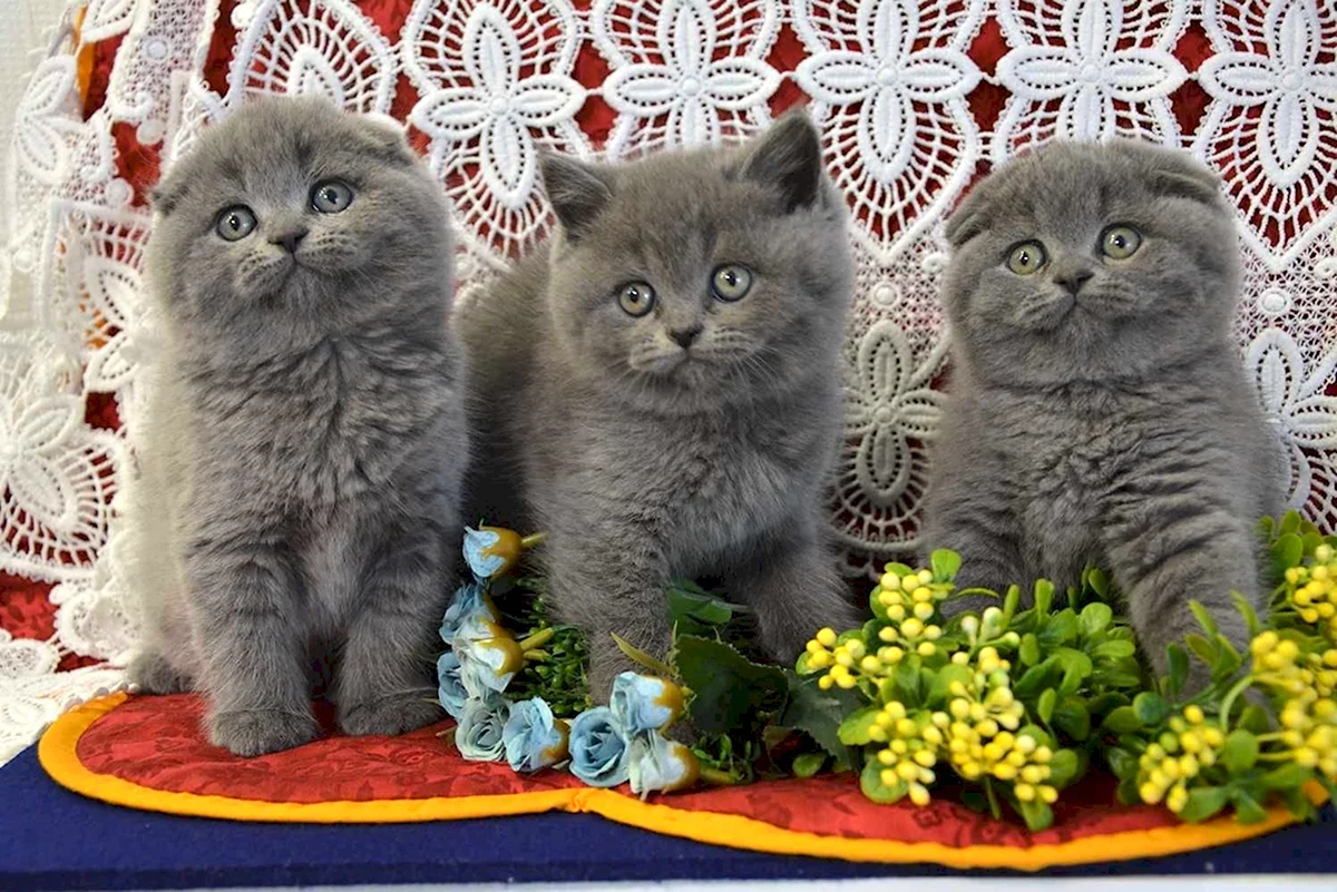 Шотландские котята голубого окраса