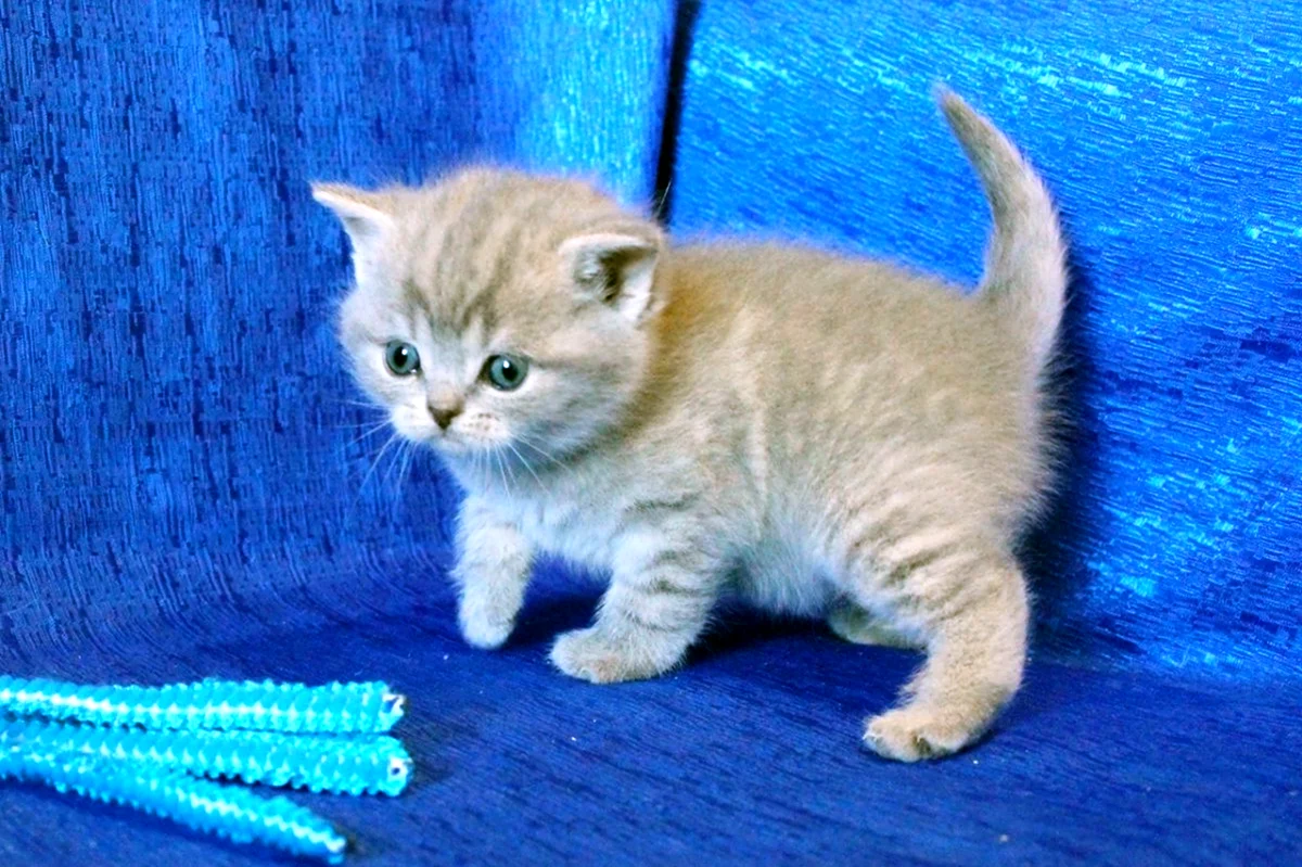 Шотландские котята страйт голубой