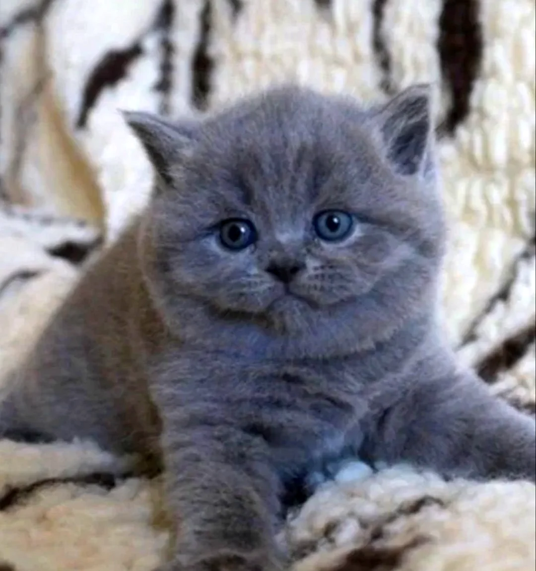 Шотландские прямоухие котята голубого окраса