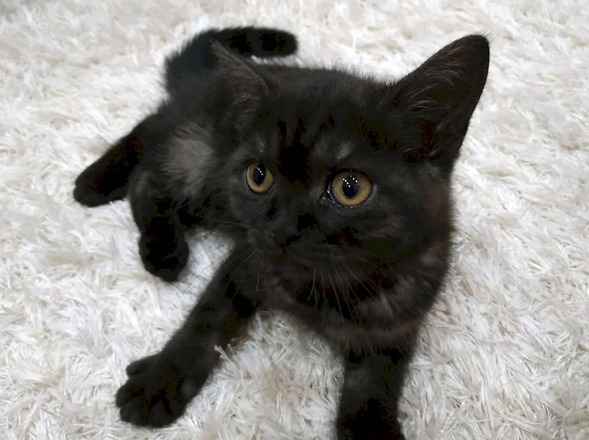 Шотландский черный кот метис