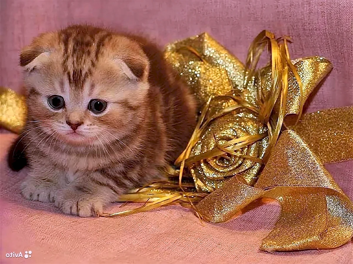 Шотландский вислоухий кот золотой мрамор