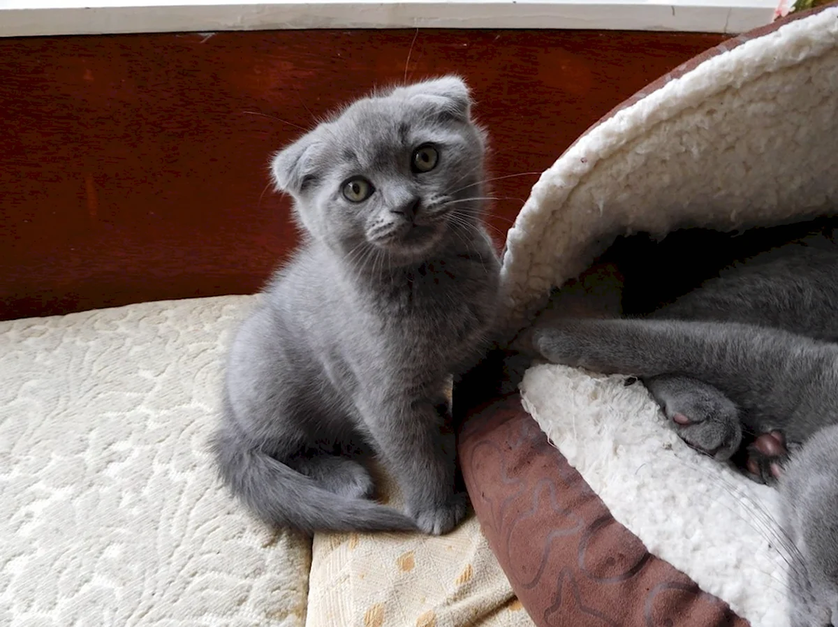 Шотландский вислоухий котенок серый