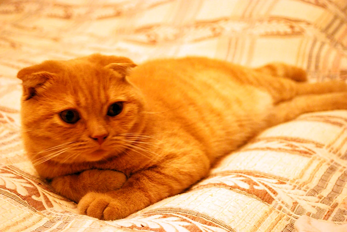 Шотландский вислоухий рыжий кот персик