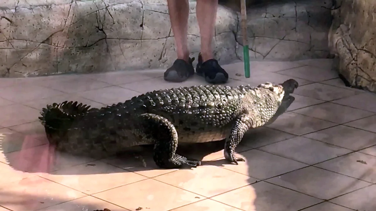 Шоу крокодилов в Сочи Ривьера