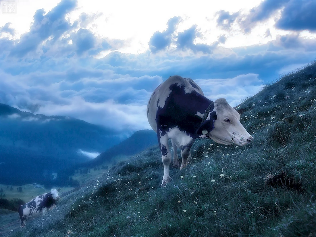 Швейцария Альпийские коровы фиолетовые