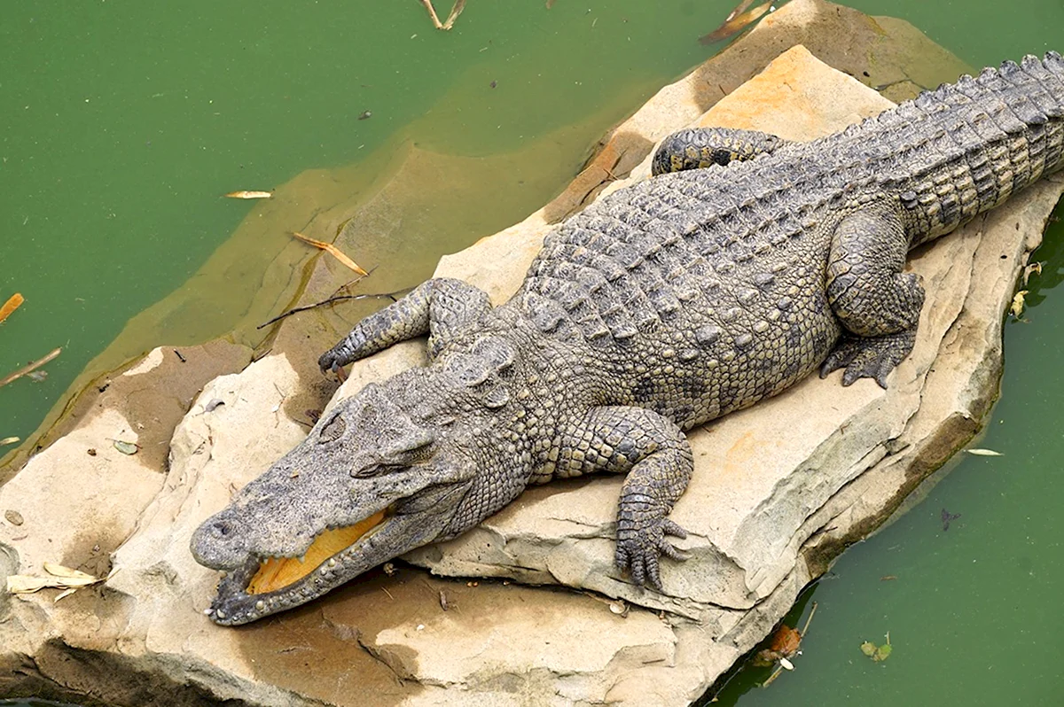 Siamensis крокодил