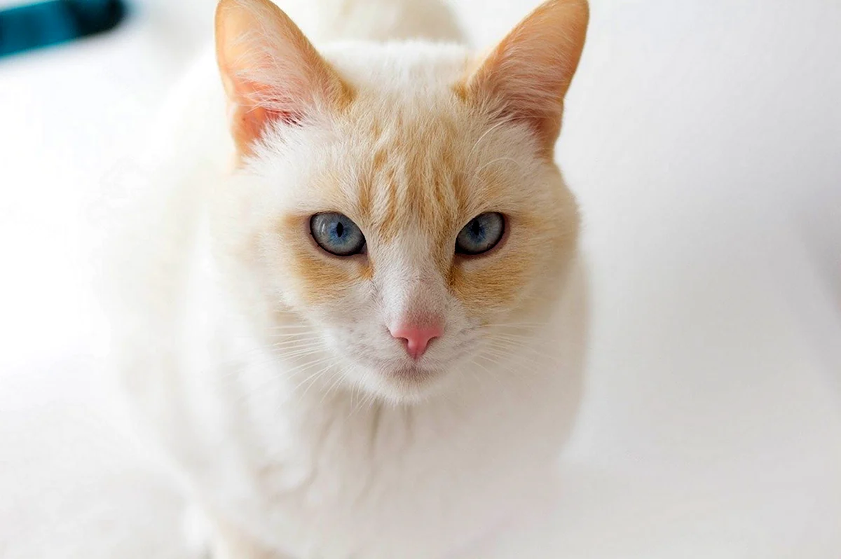 Сиамская кошка альбинос