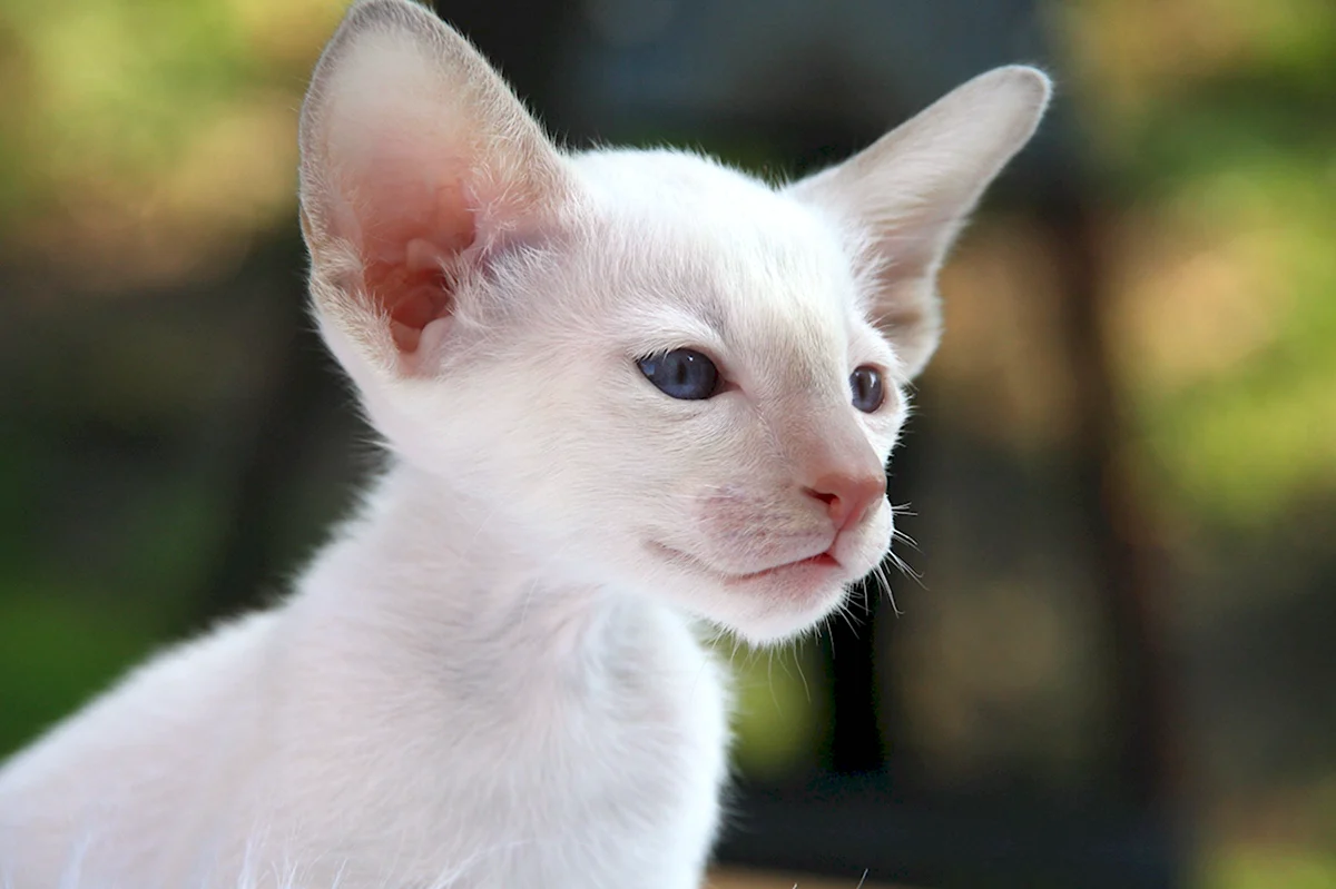 Сиамская кошка альбинос