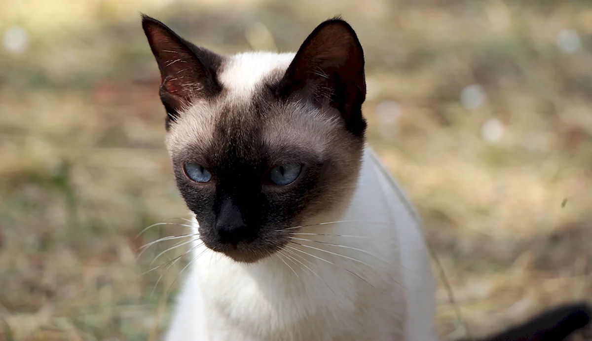 Сиамская кошка Бася