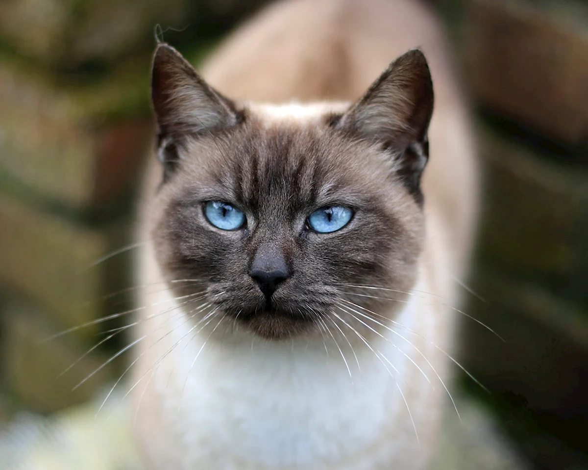 Сиамская кошка Блю-Пойнт