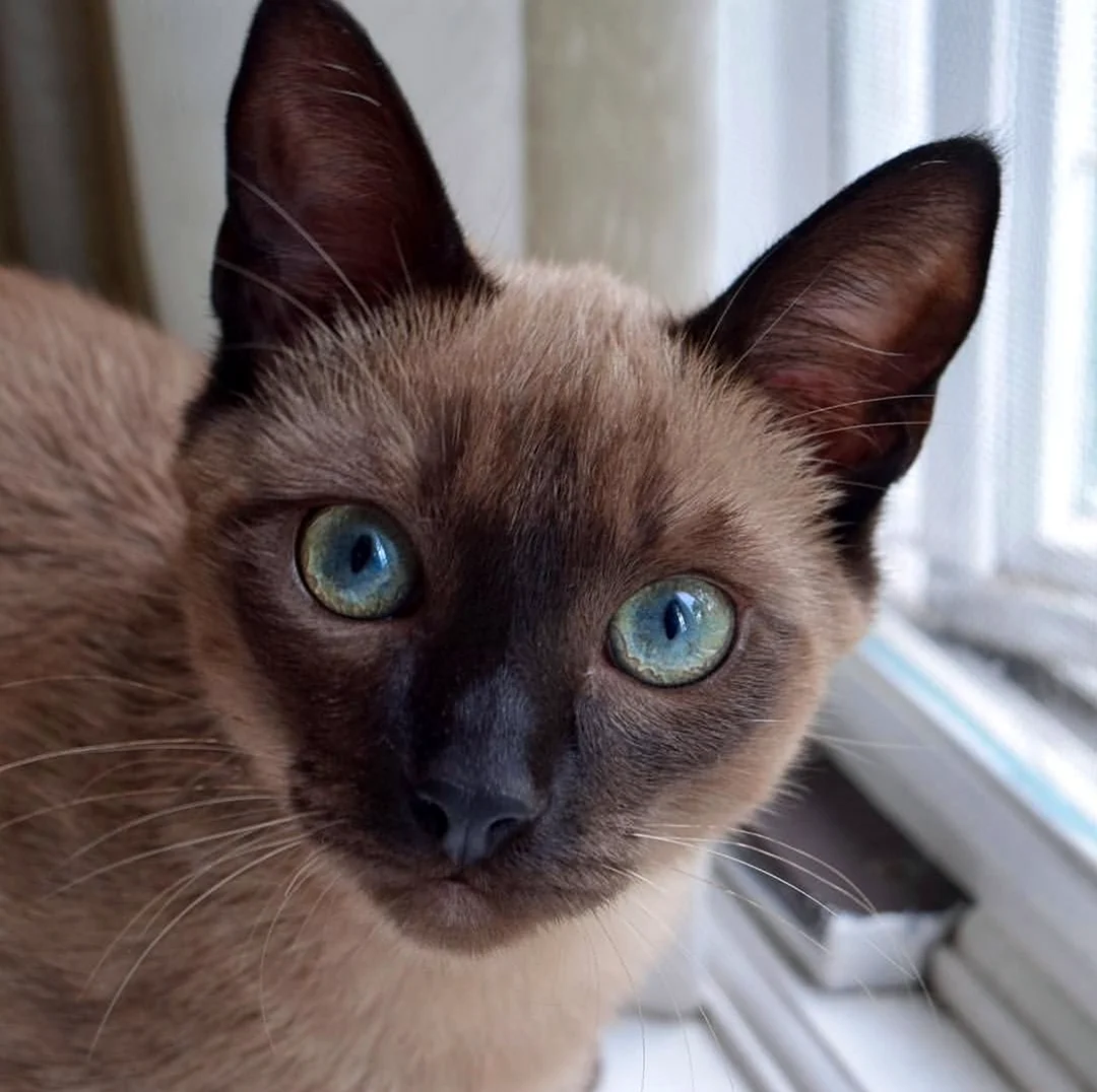 Сиамская кошка с косыми глазами
