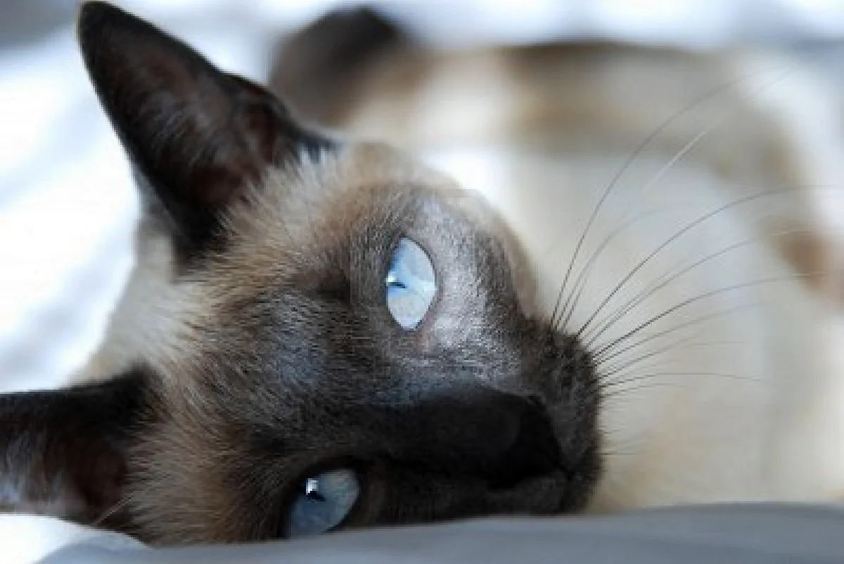 Сиамская кошка с разными глазами