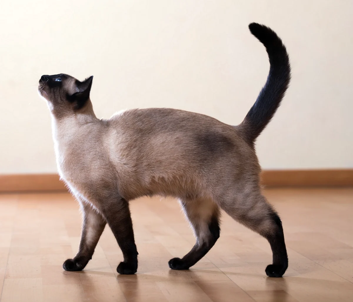 Сиамская кошка стандарт породы