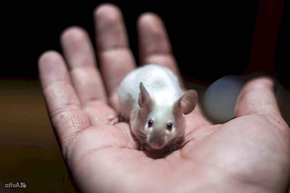 Сиамская сатиновая мышь