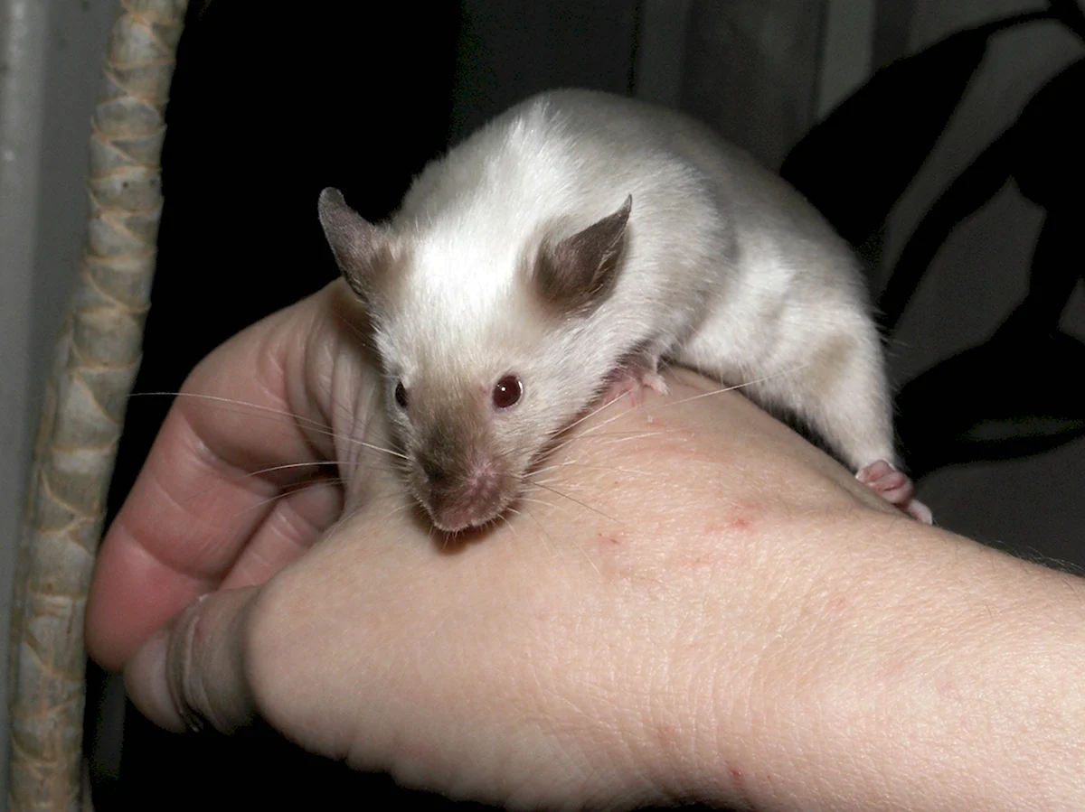 Сиамская сатиновая мышь