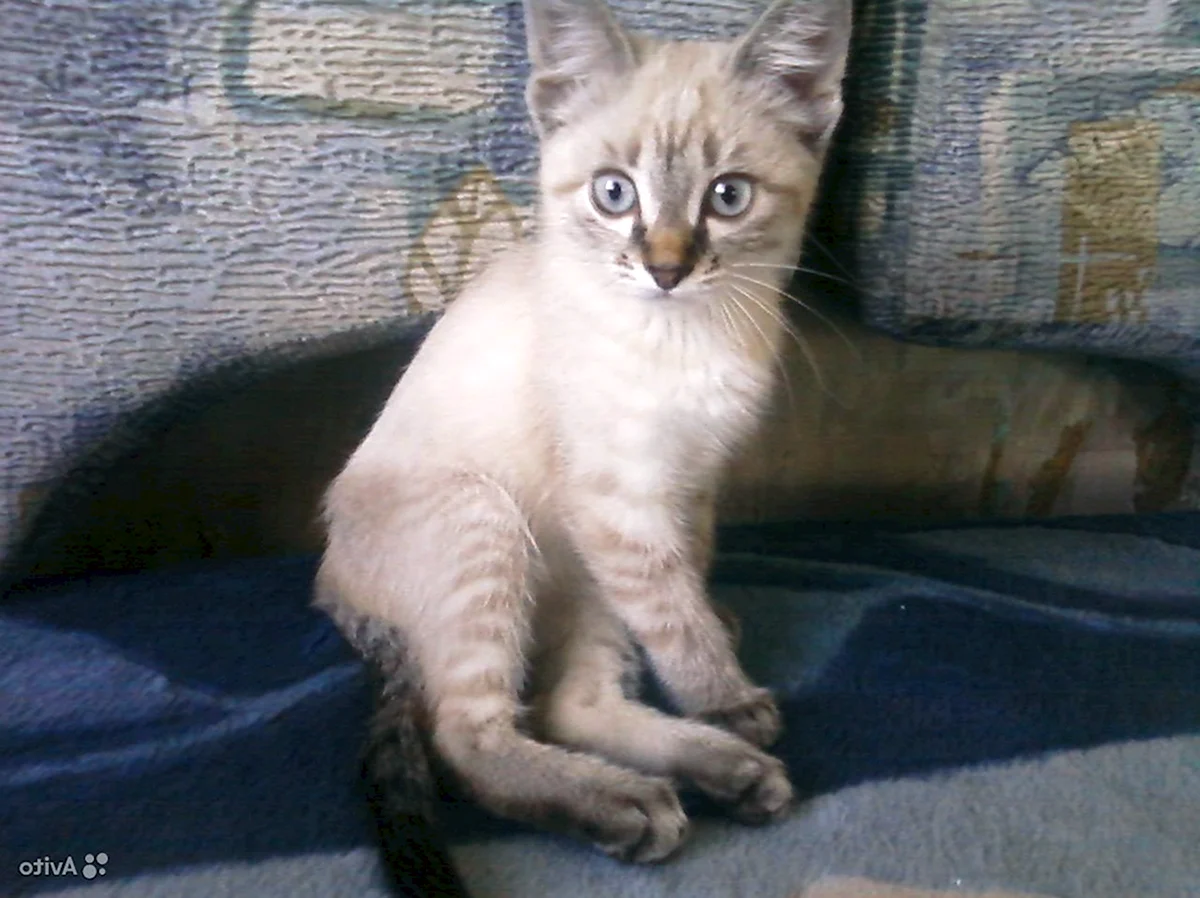 Сиамский кот метис