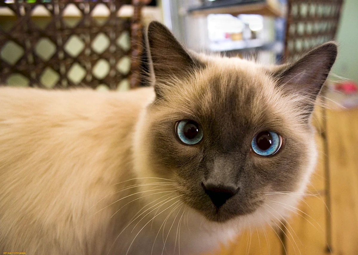 Сиамский кот с карими глазами