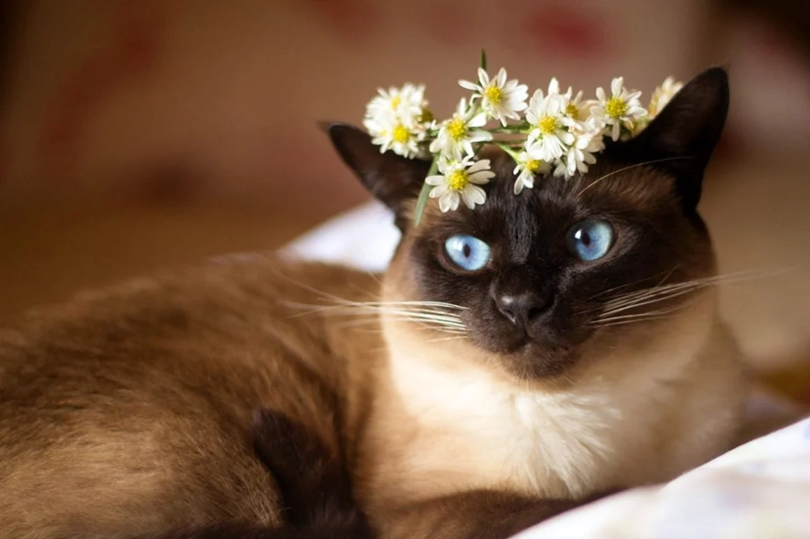 Сиамский кот с цветами