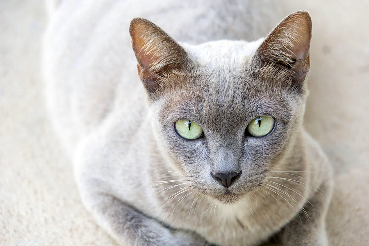 Сиамский кот серый