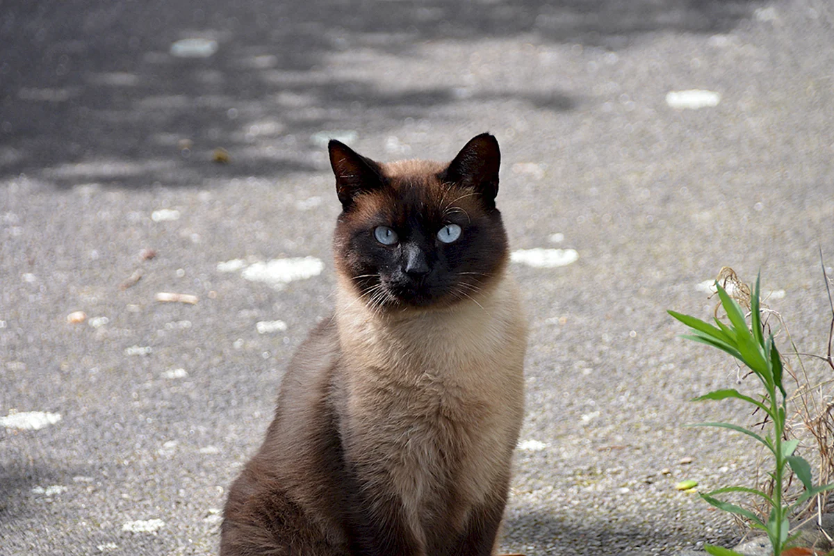 Сиамский шоколадный кот