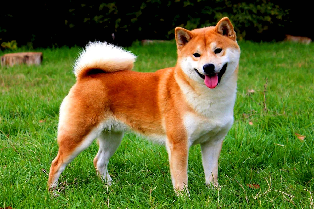 Сиба-ину породы собак Японии