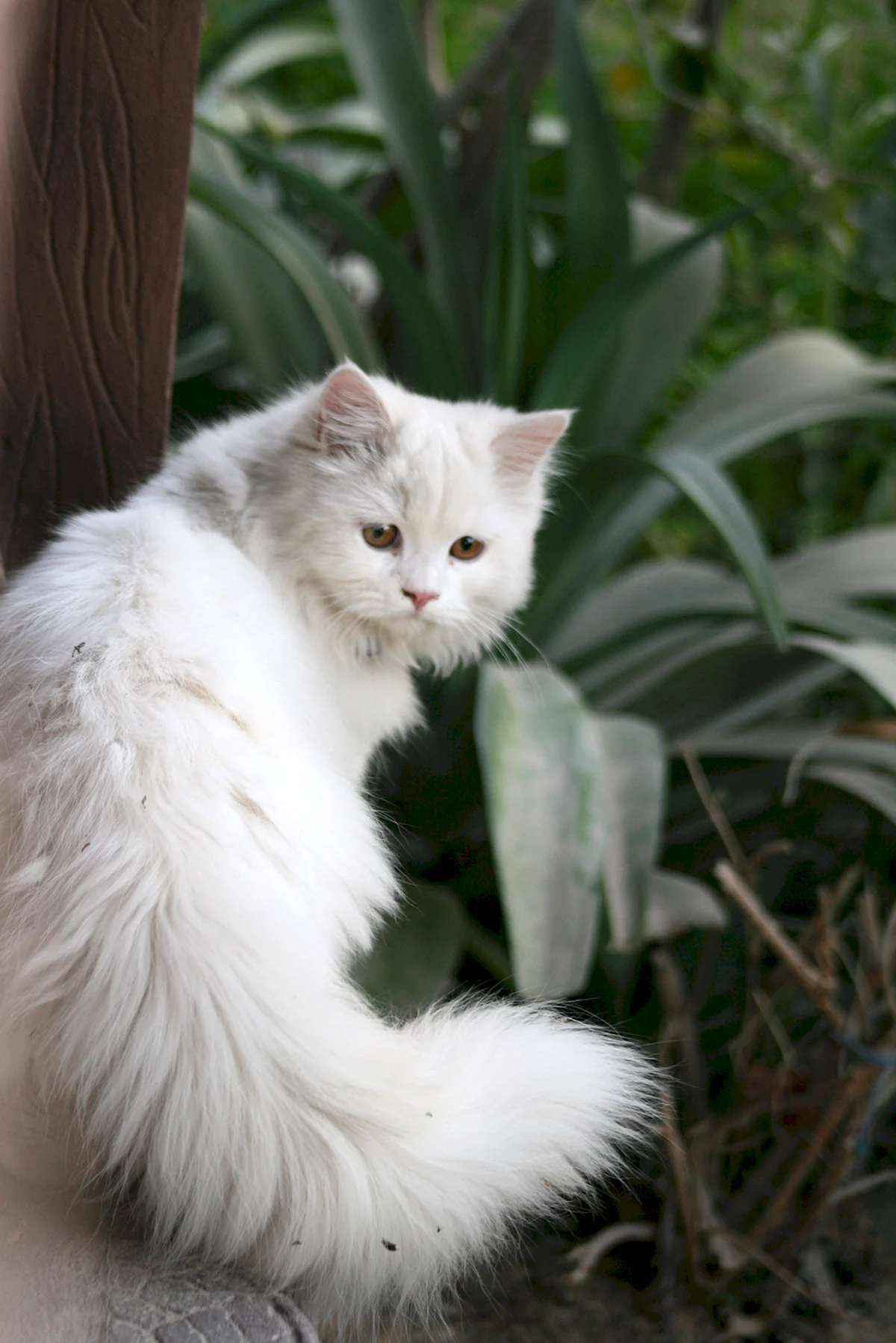 Сибирская Ангарка кошка