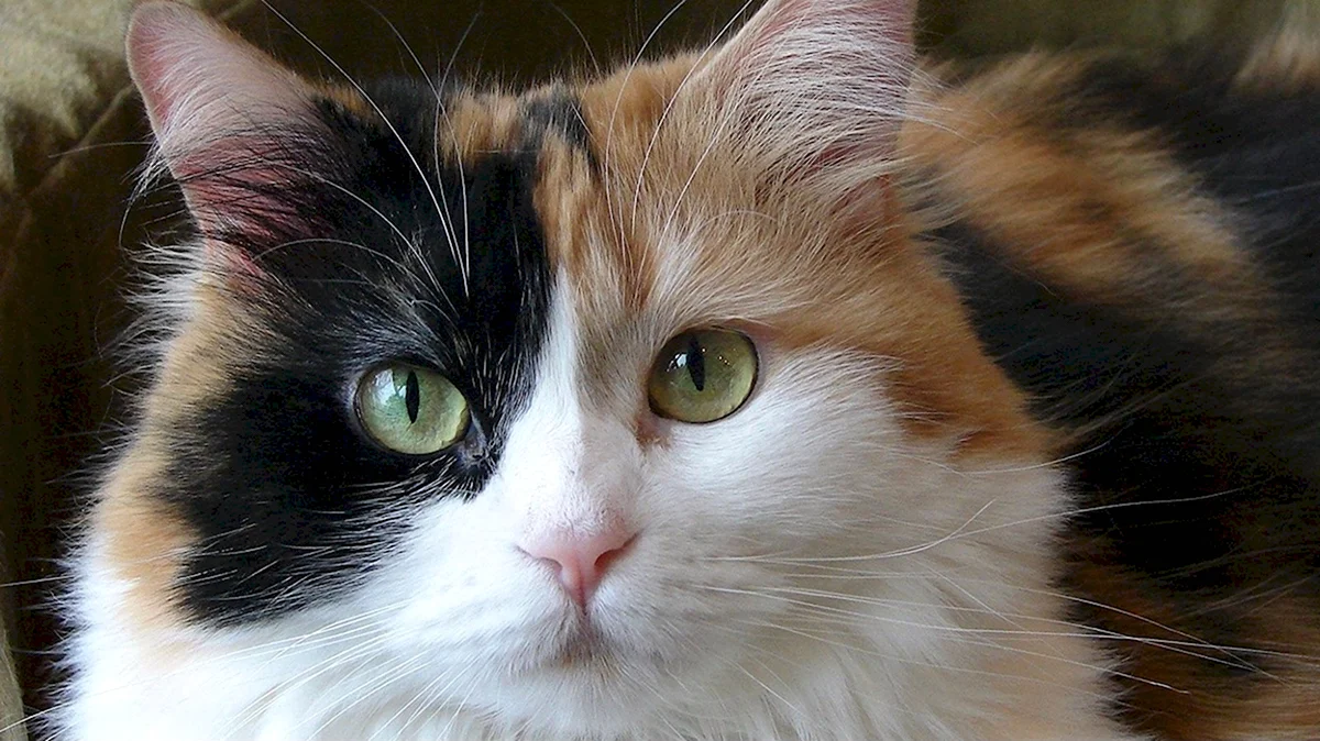 Сибирская ангорская кошка трёхцветная