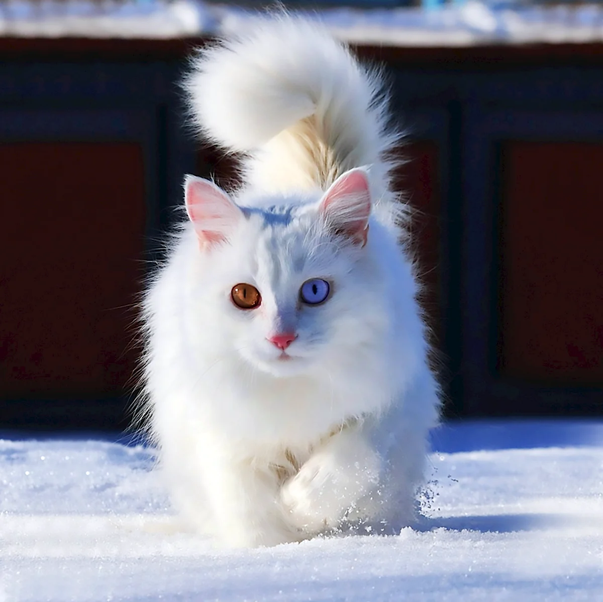 Сибирская кошка альбинос