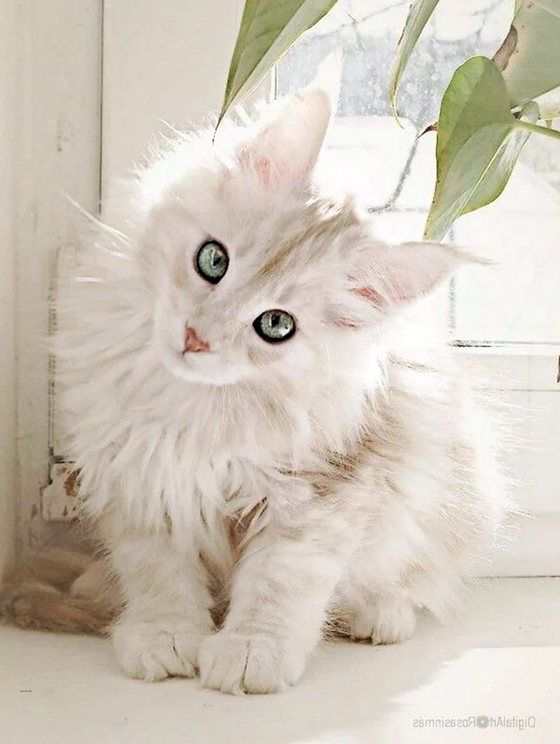 Сибирская кошка альбинос