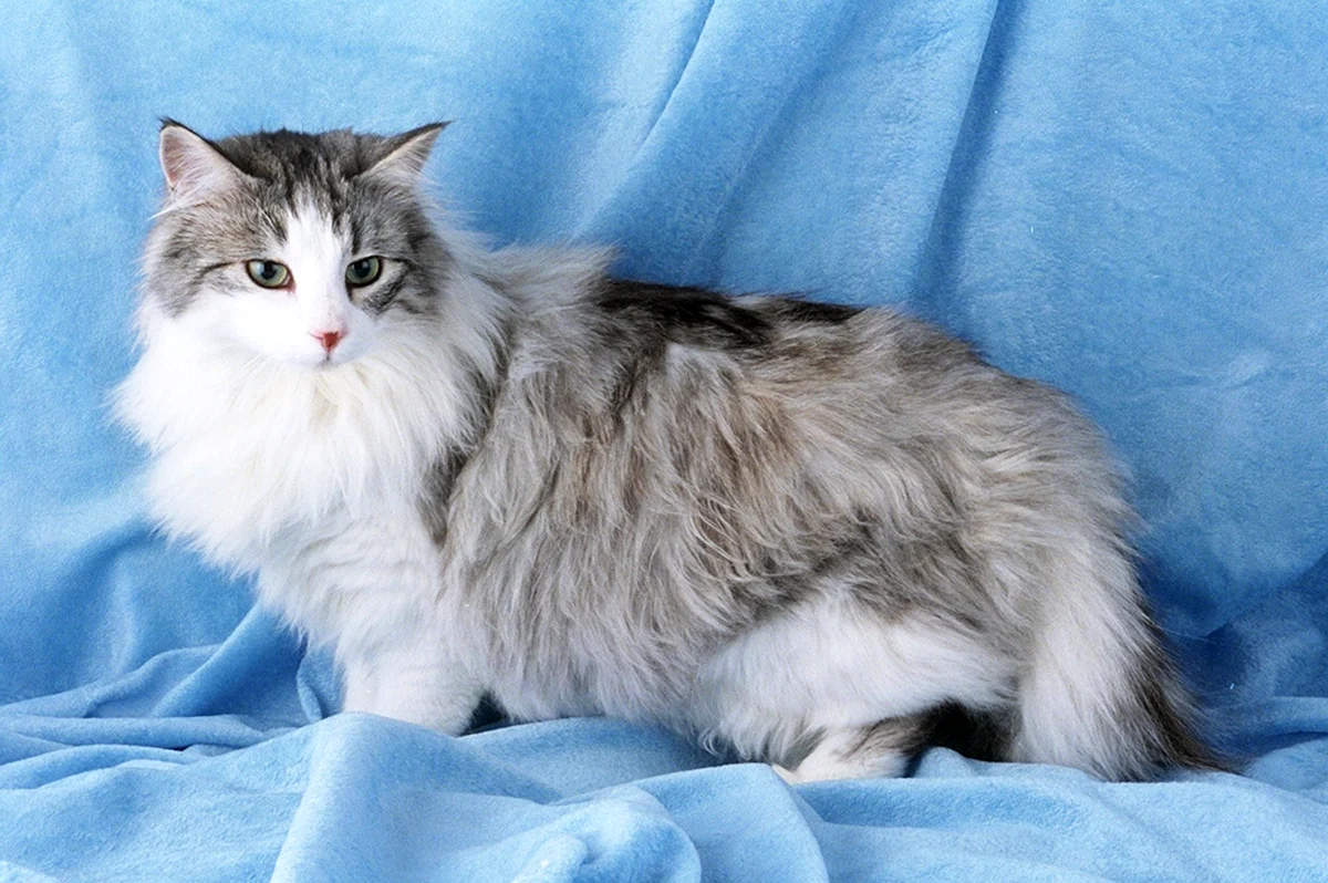 Сибирская кошка биколор