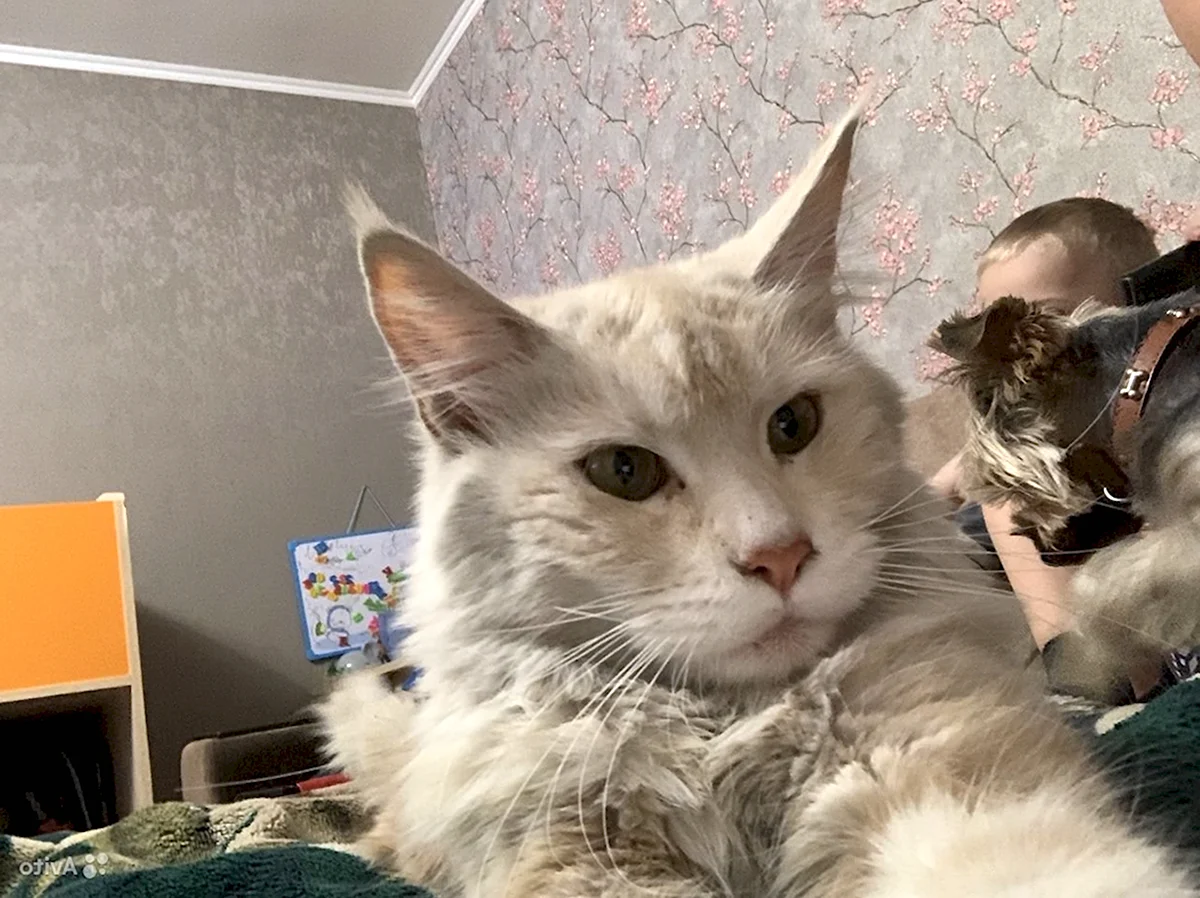 Сибирская кошка и Мейн кун метис