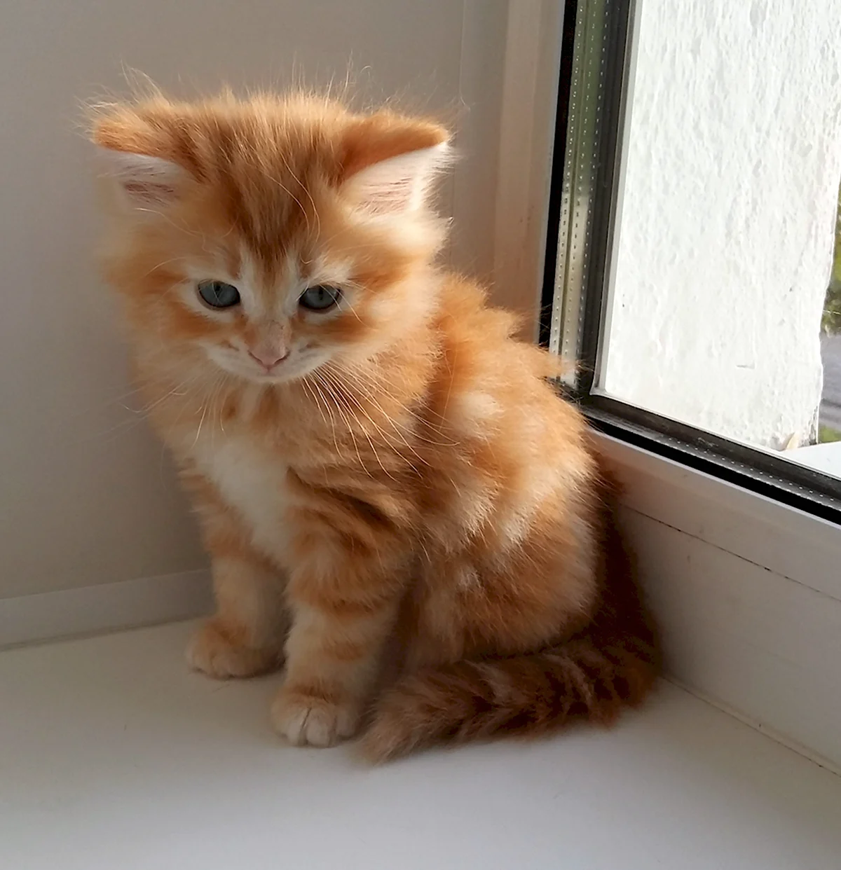 Сибирская кошка котята рыжие