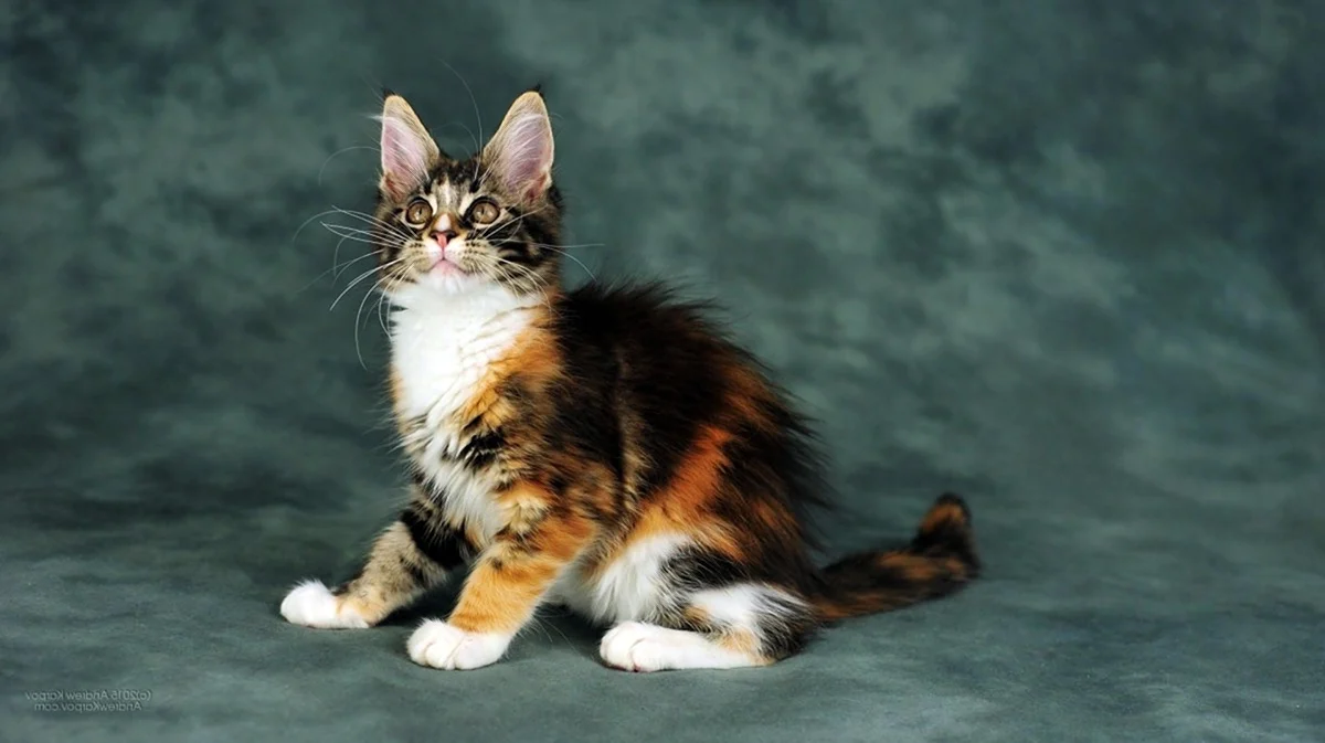 Сибирская кошка окрас Калико