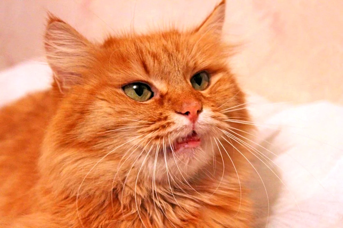 Сибирская кошка персиковая длинношерстная