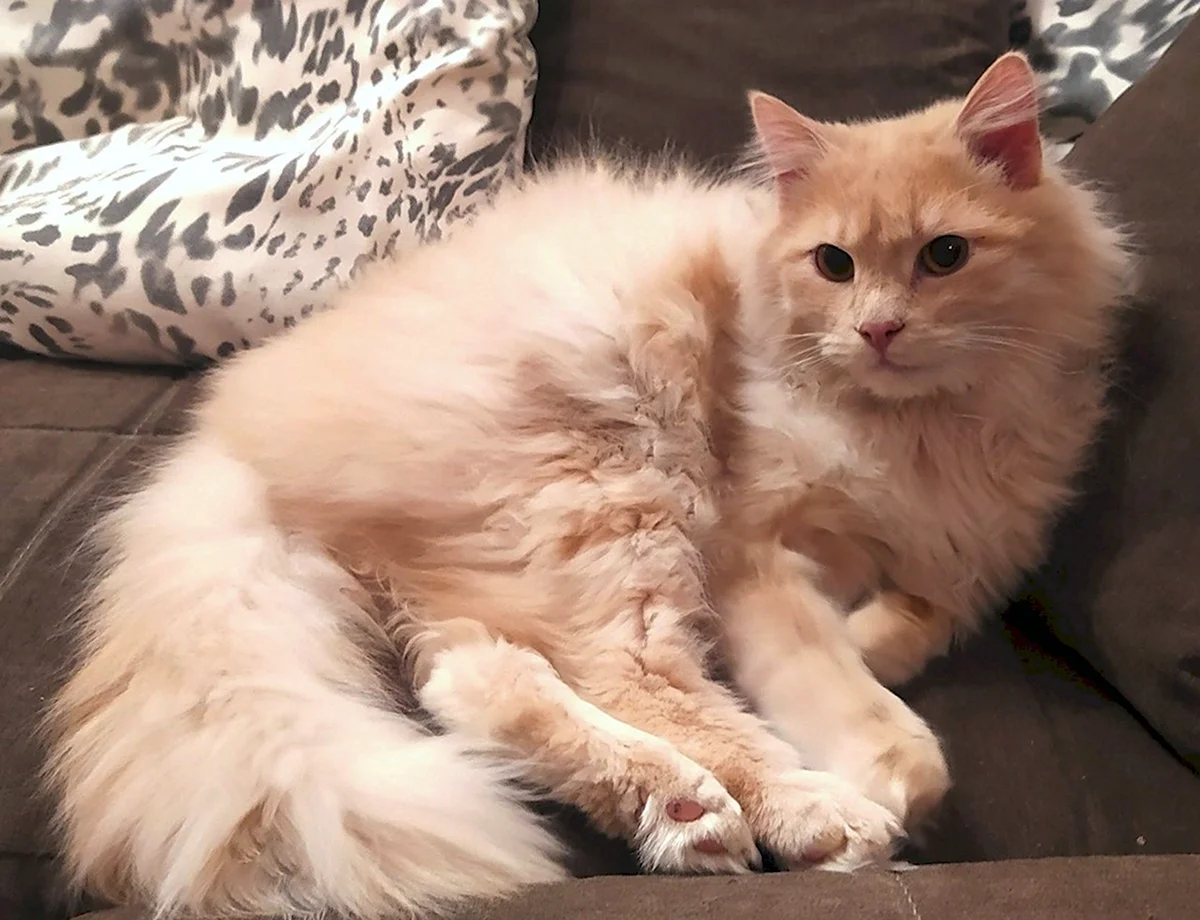 Сибирская кошка персикового окраса