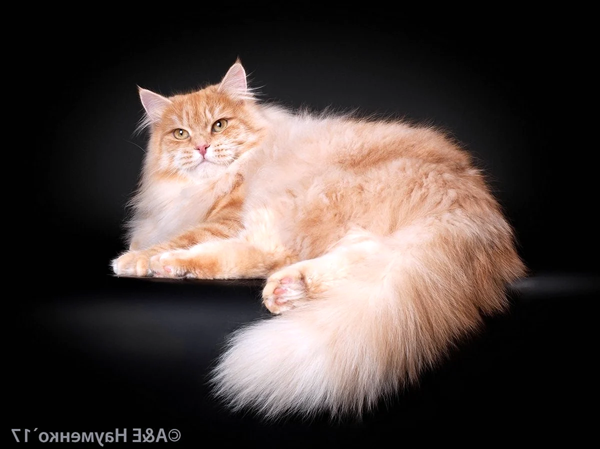 Сибирская кошка рыжая