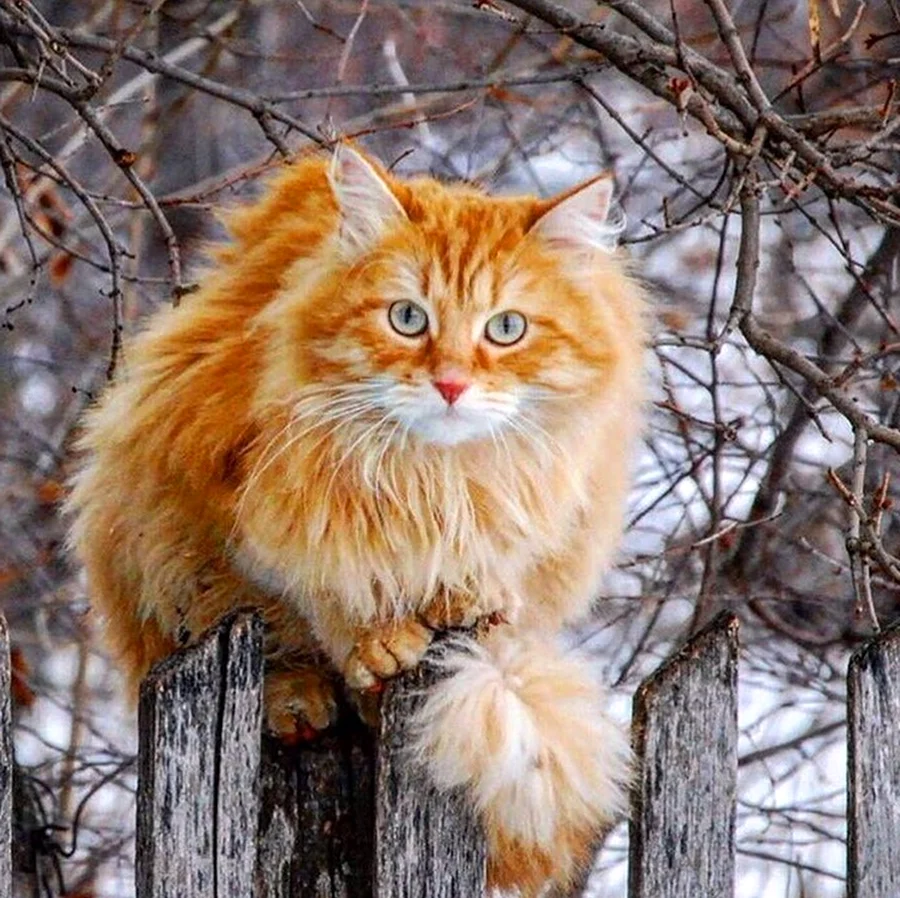 Сибирская кошка рыжая