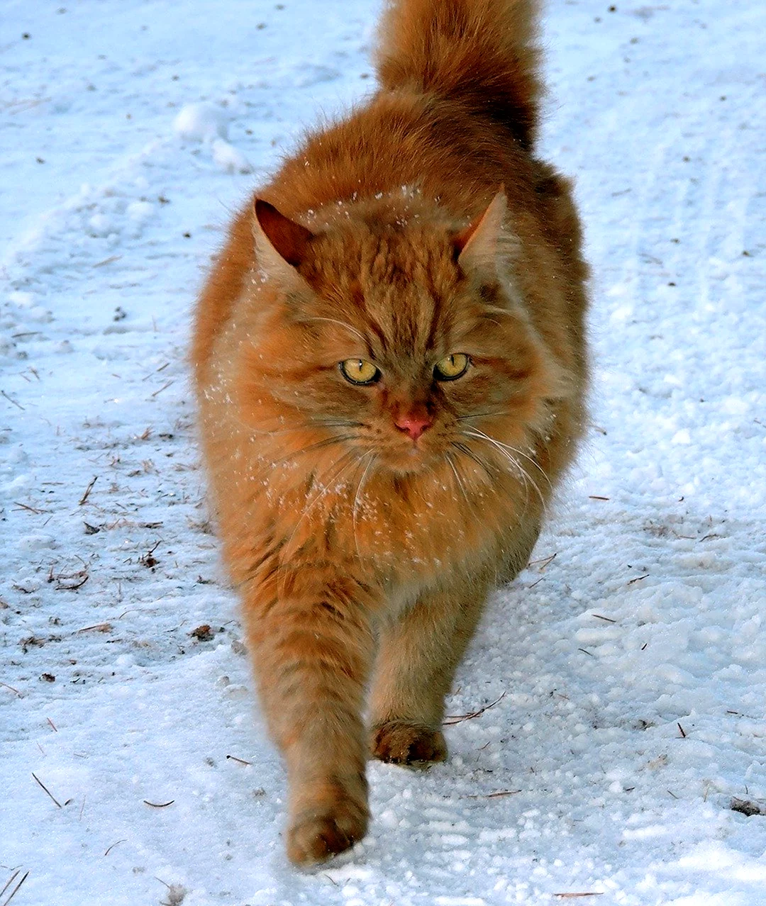 Сибирская кошка рыжая длинношерстная