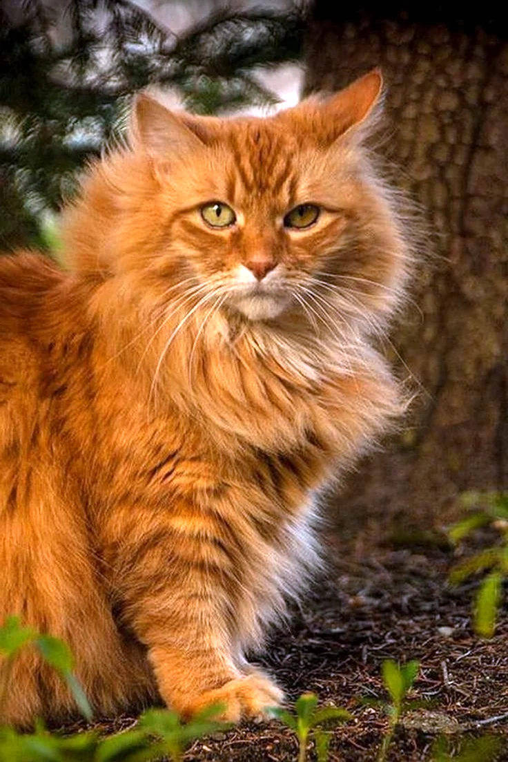 Сибирская кошка рыжая длинношерстная