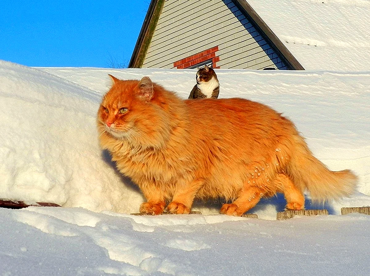 Сибирская кошка рыжая короткошерстная