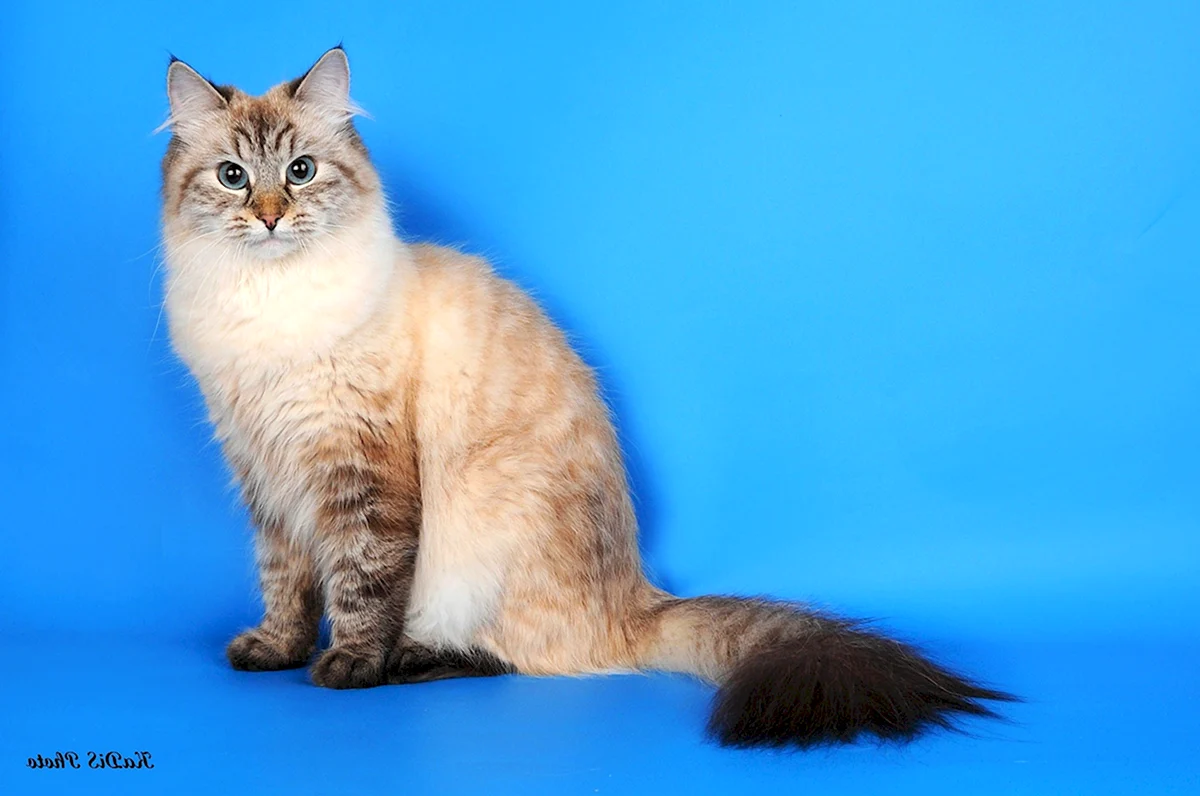 Сибирская кошка Сибил тэби Пойнт