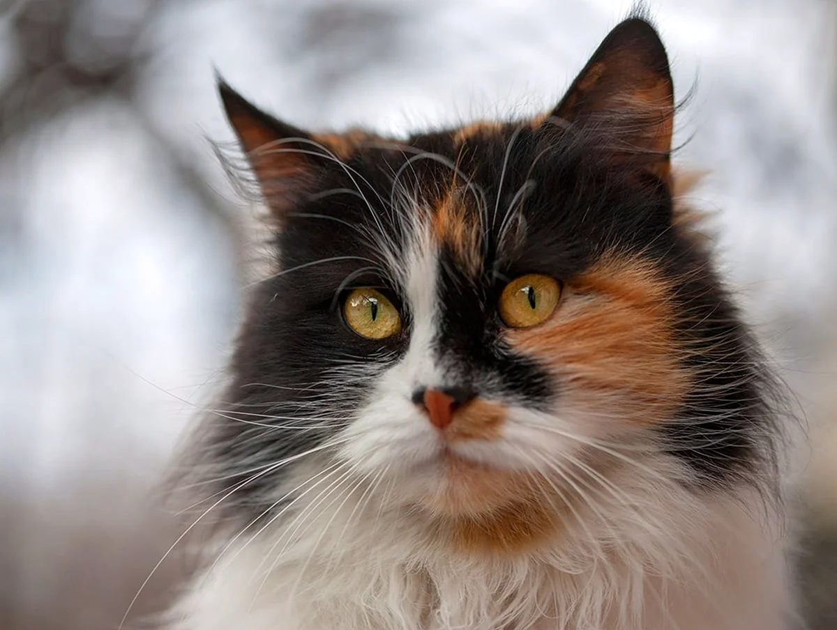 Сибирская кошка трехцветная
