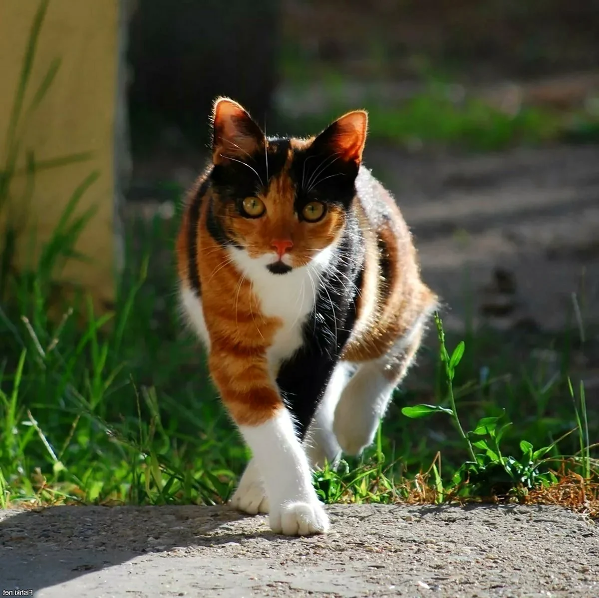 Сибирская кошка трехцветная короткошерстная