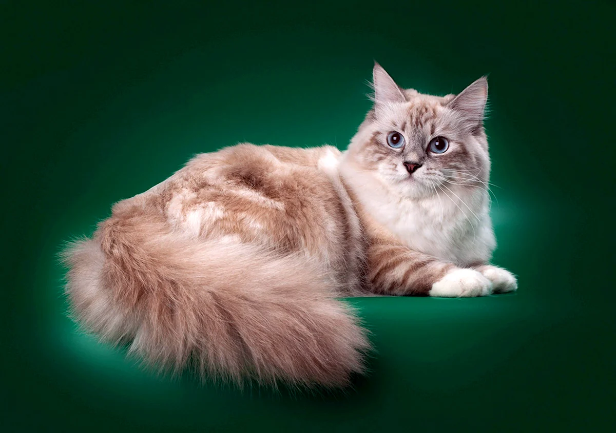 Сибирская Невская маскарадная кошка